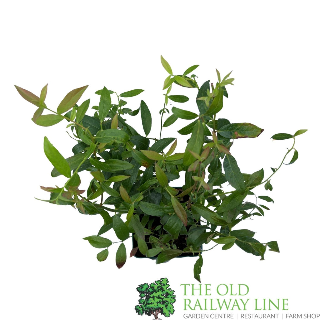 Blueberry 'Pink Lemonade' Fruit Bush - 2Ltr Pot