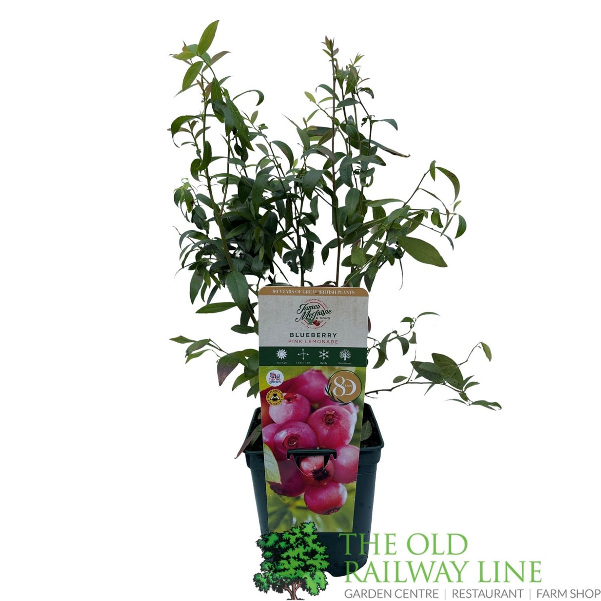 Blueberry 'Pink Lemonade' Fruit Bush - 2Ltr Pot