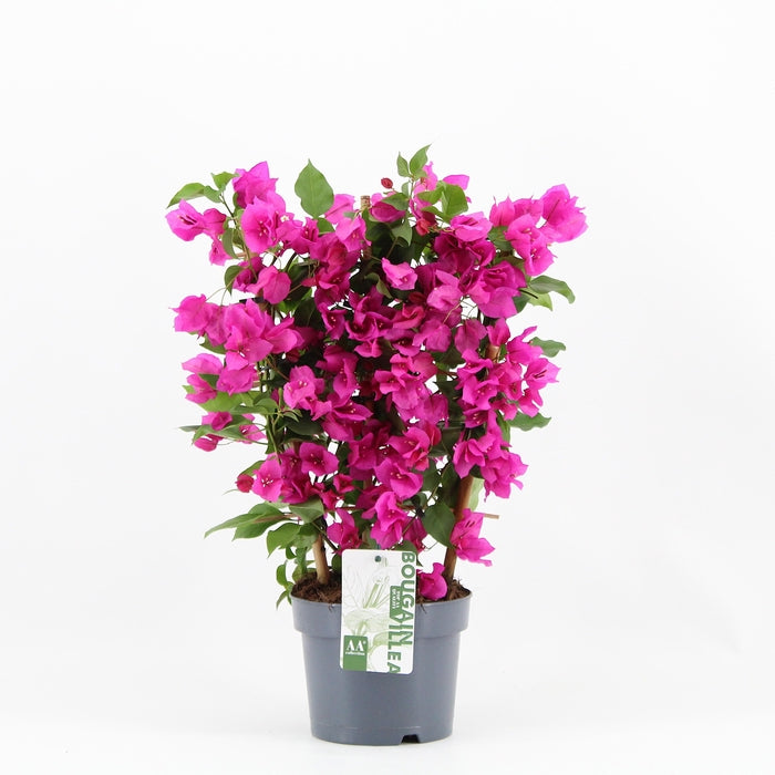 Bougainvillea Glabra ‘Sanderiana’ Climbing Plant on Frame - 17cm Pot