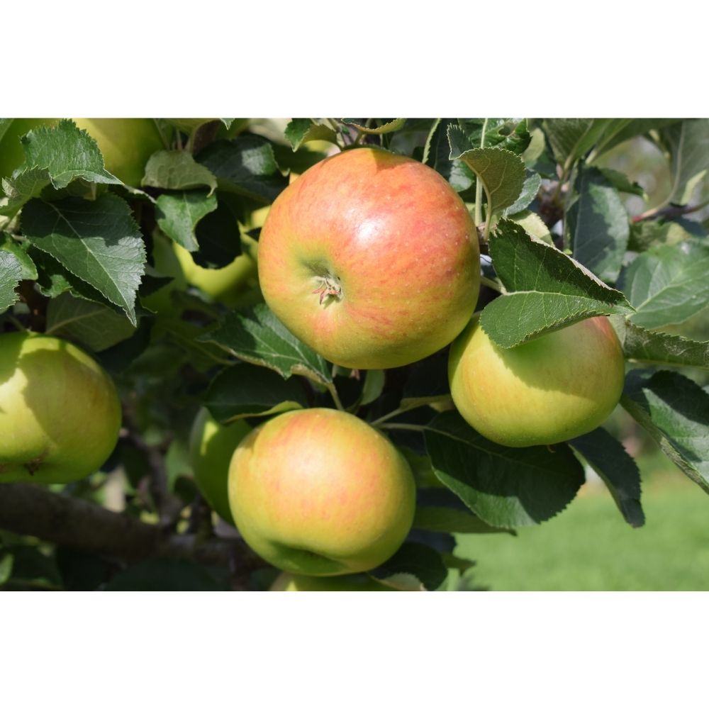 Frank P Matthews 'Bramley' Apple Fruit Tree - 12Ltr Pot