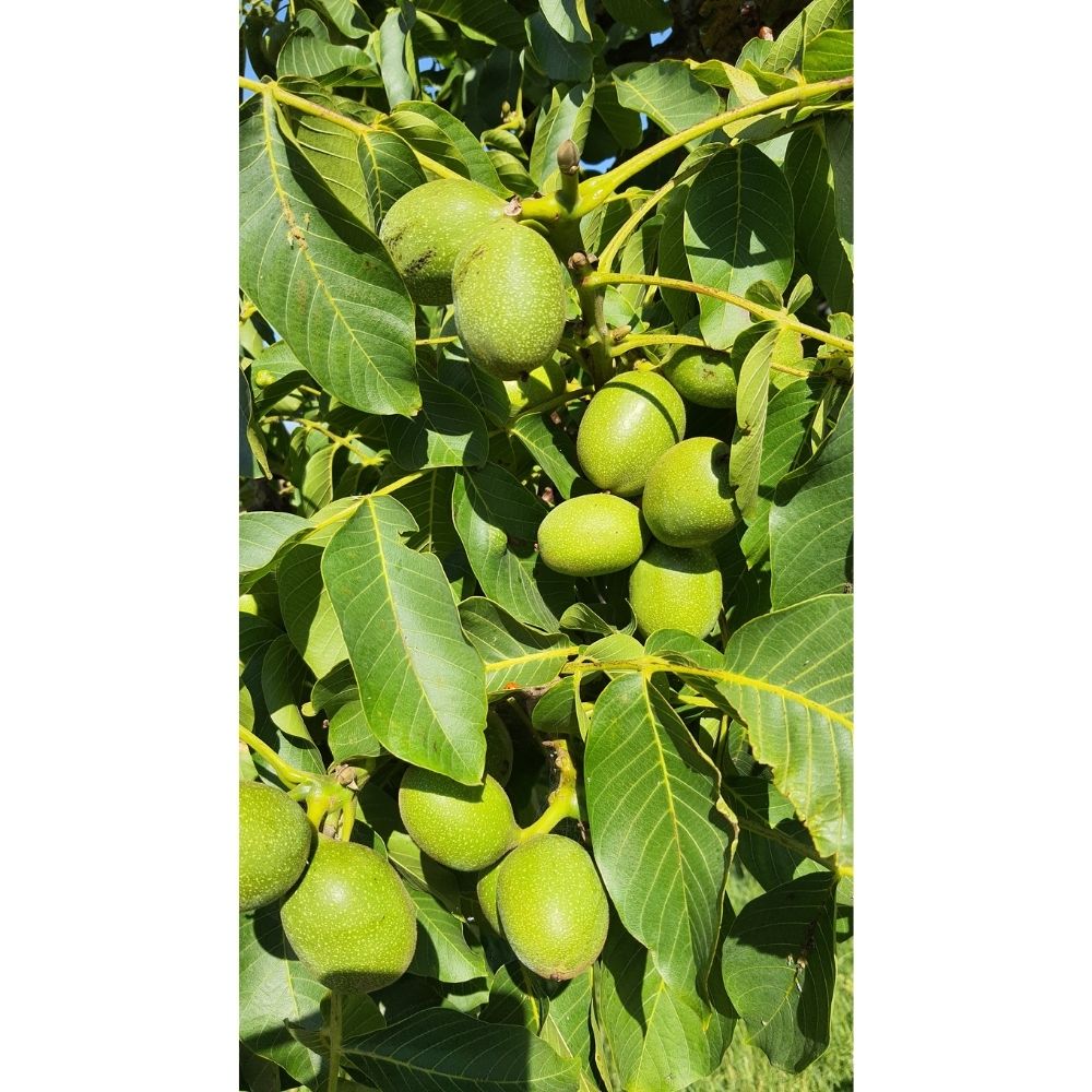 Frank P Matthews 'Broadview' Walnut Tree - 7Ltr Pot