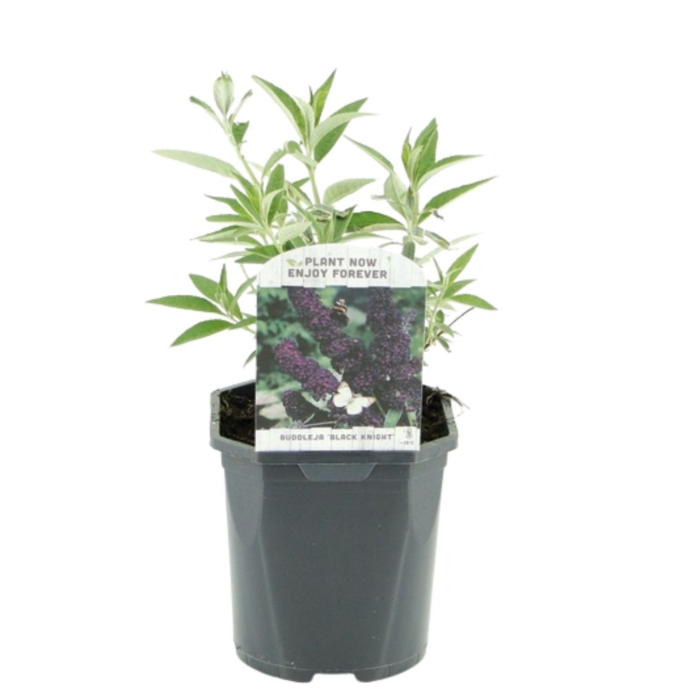 Buddleja davidii 'Black Knight' - Butterfly Bush - 2Ltr Pot