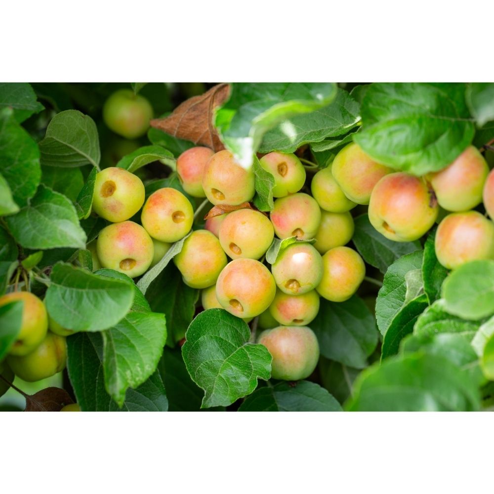 Crab Apple Tree 'Malus Butterball' 11.5Ltr Pot
