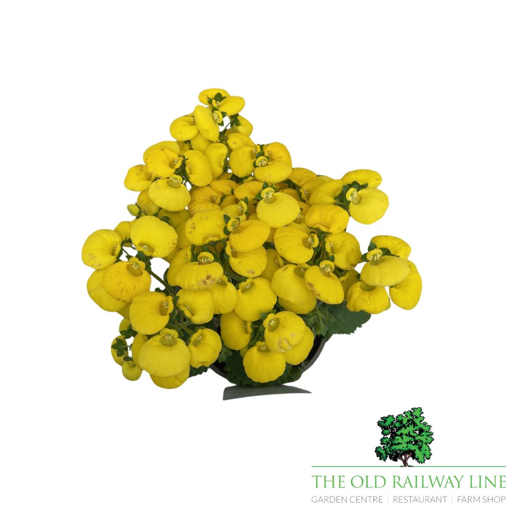 Calceolaria Yellow Plant - 2Ltr Pot