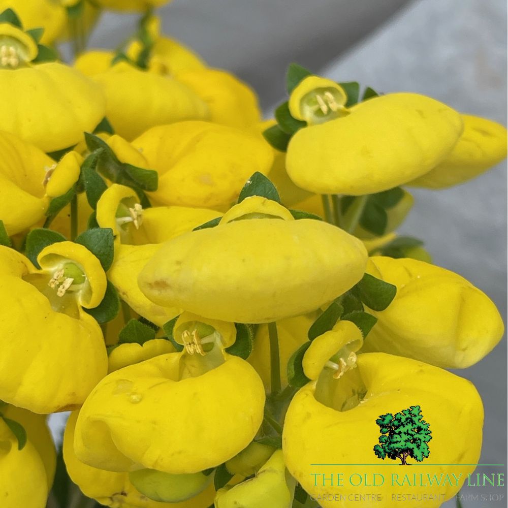 Calceolaria Yellow Plant - 2Ltr Pot