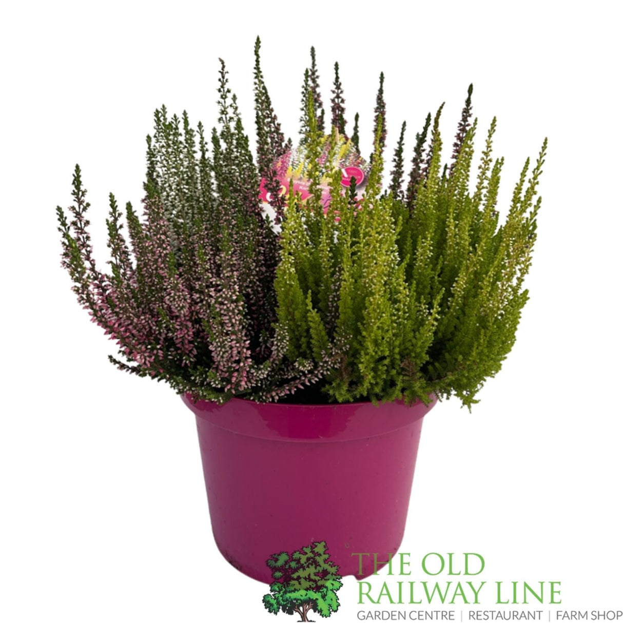 Calluna 'Beauty Quattro' Heather Plant - 21cm Pot