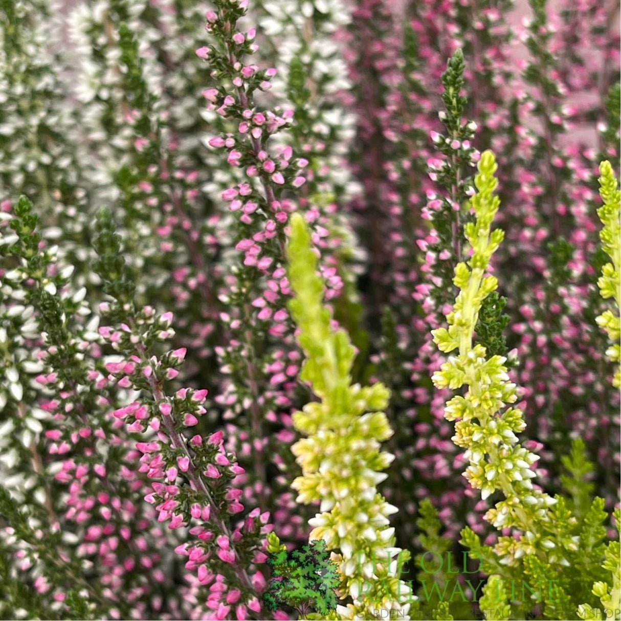 Calluna 'Beauty Quattro' Heather Plant - 21cm Pot