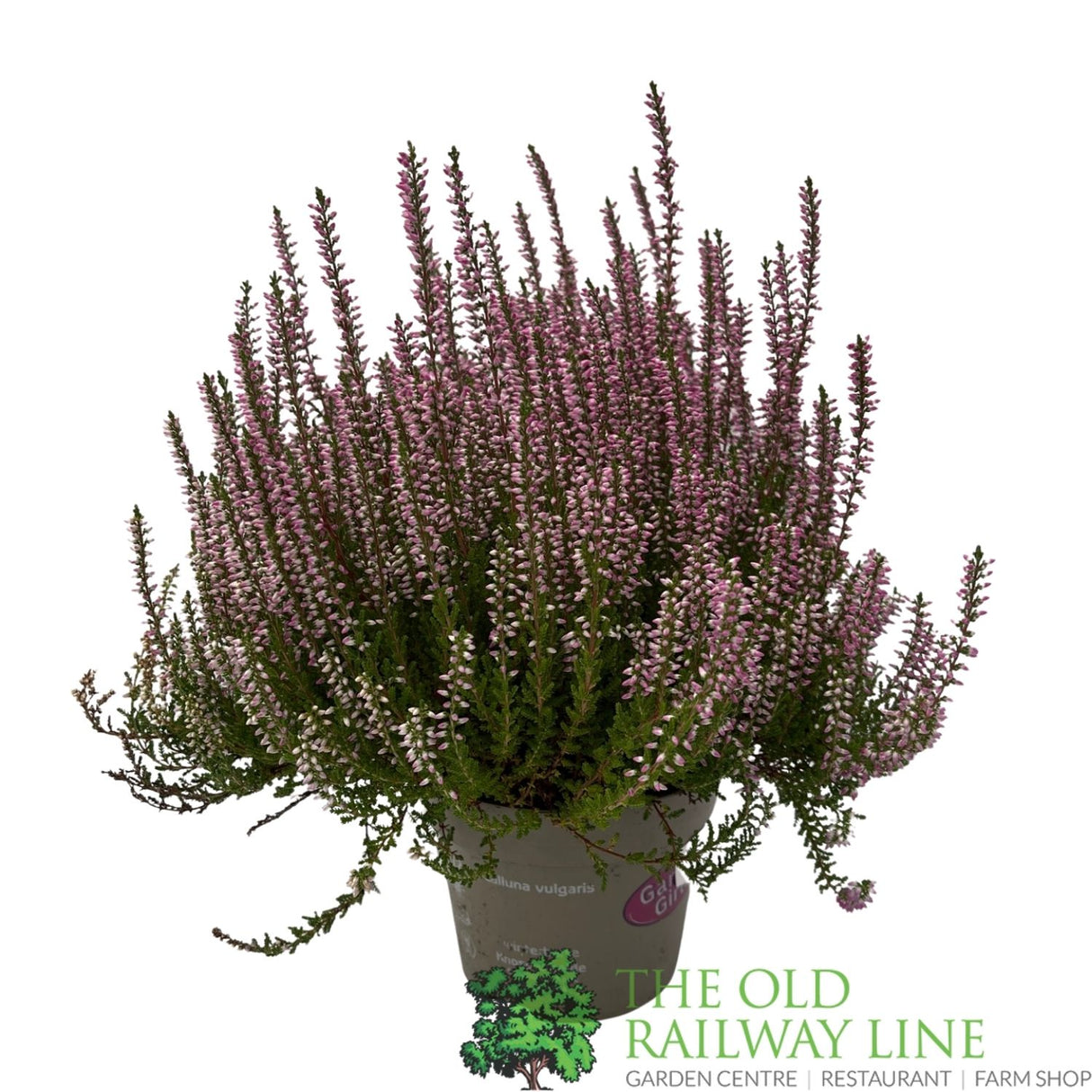 Calluna 'Garden Girls' Heather Plant - 12cm Pot (Choice of 3)