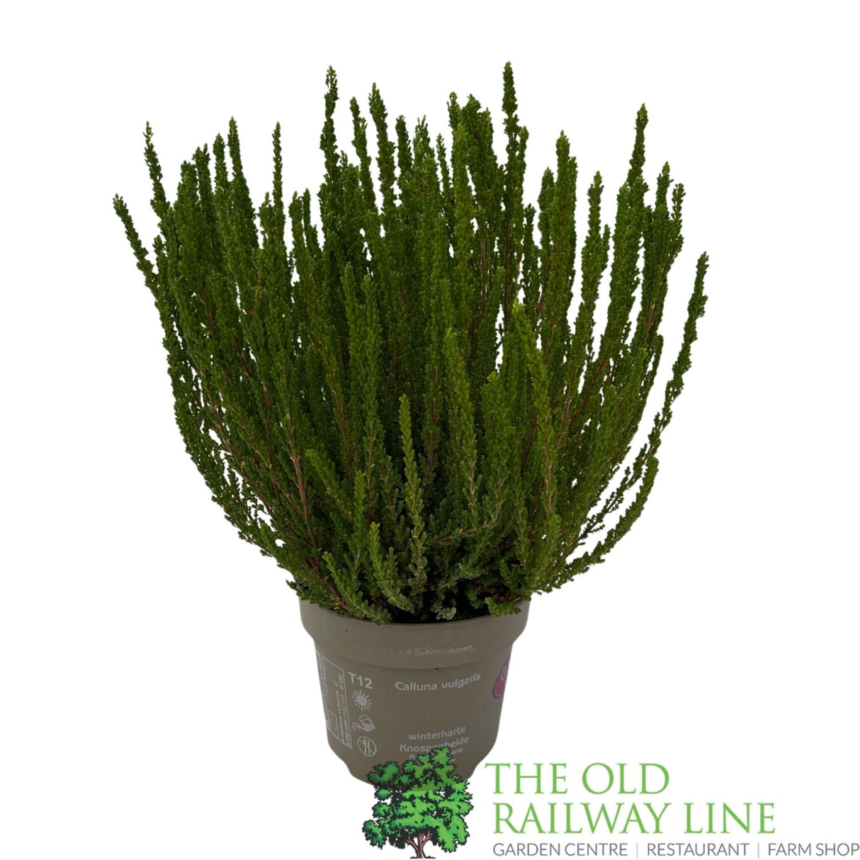 Calluna 'Garden Girls' Heather Plant - 12cm Pot (Choice of 3)