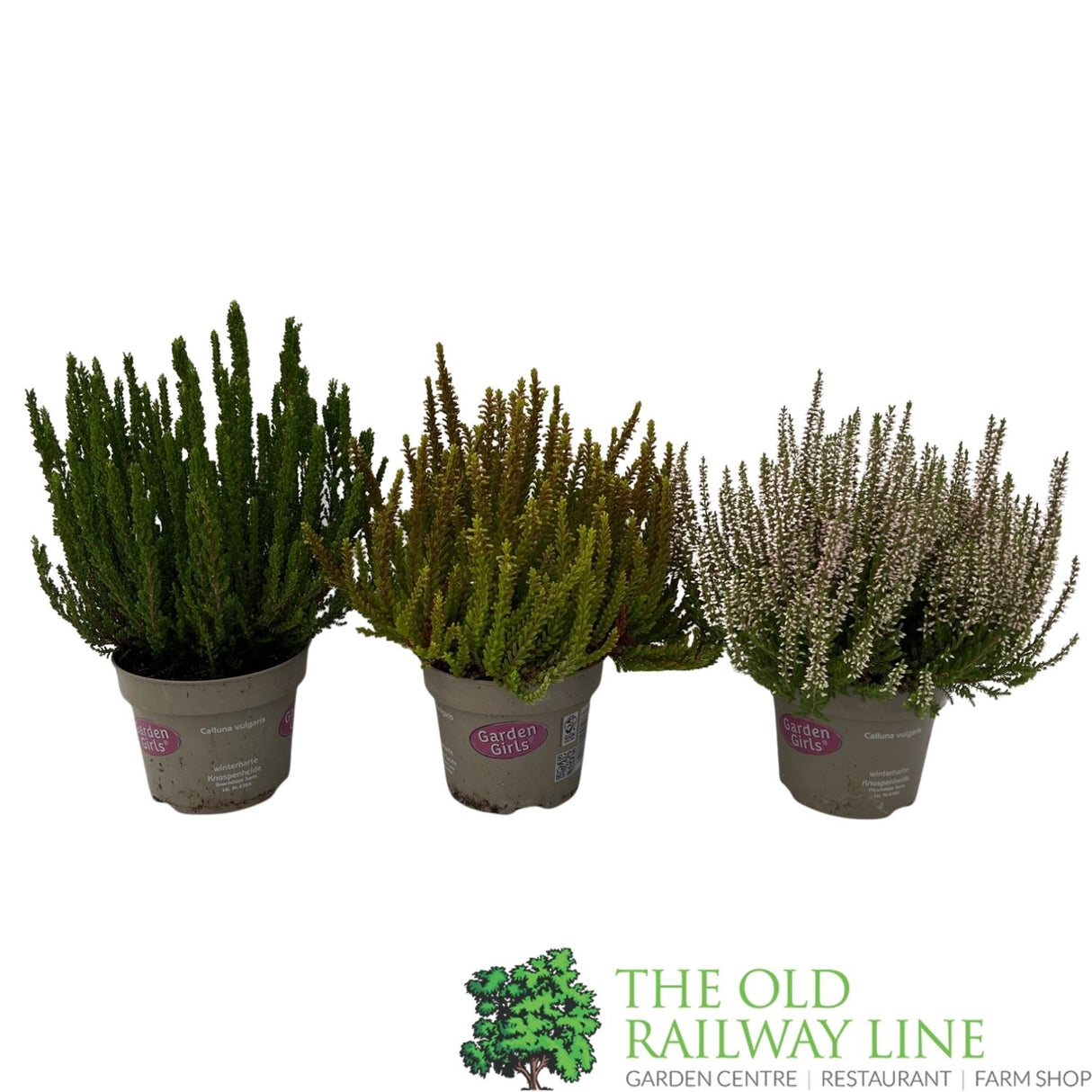 Calluna 'Garden Girls' Heather Plant - 12cm Pot (Choice of 3)