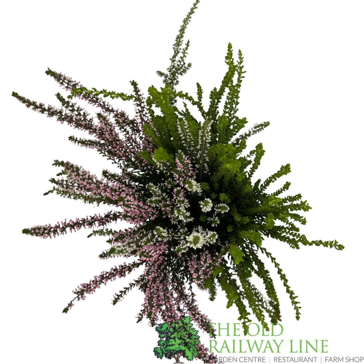 Calluna 'Garden Girls Trio Mix' Heather Plant - 11cm Pot