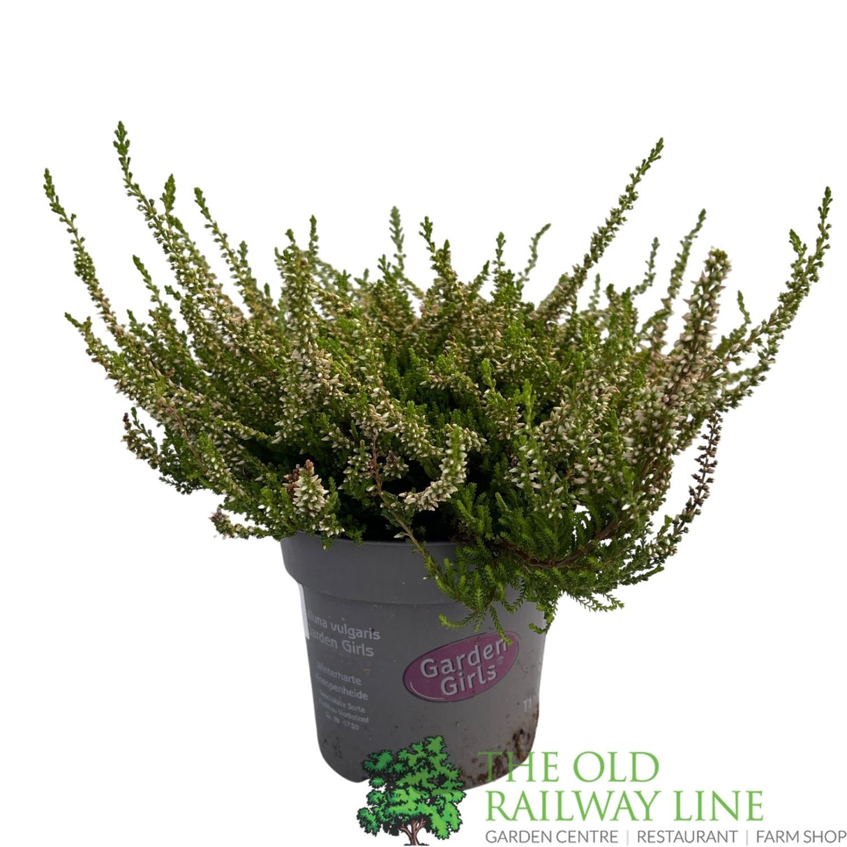 Calluna 'Garden Girls Mix' Heather Plant - 11cm Pot