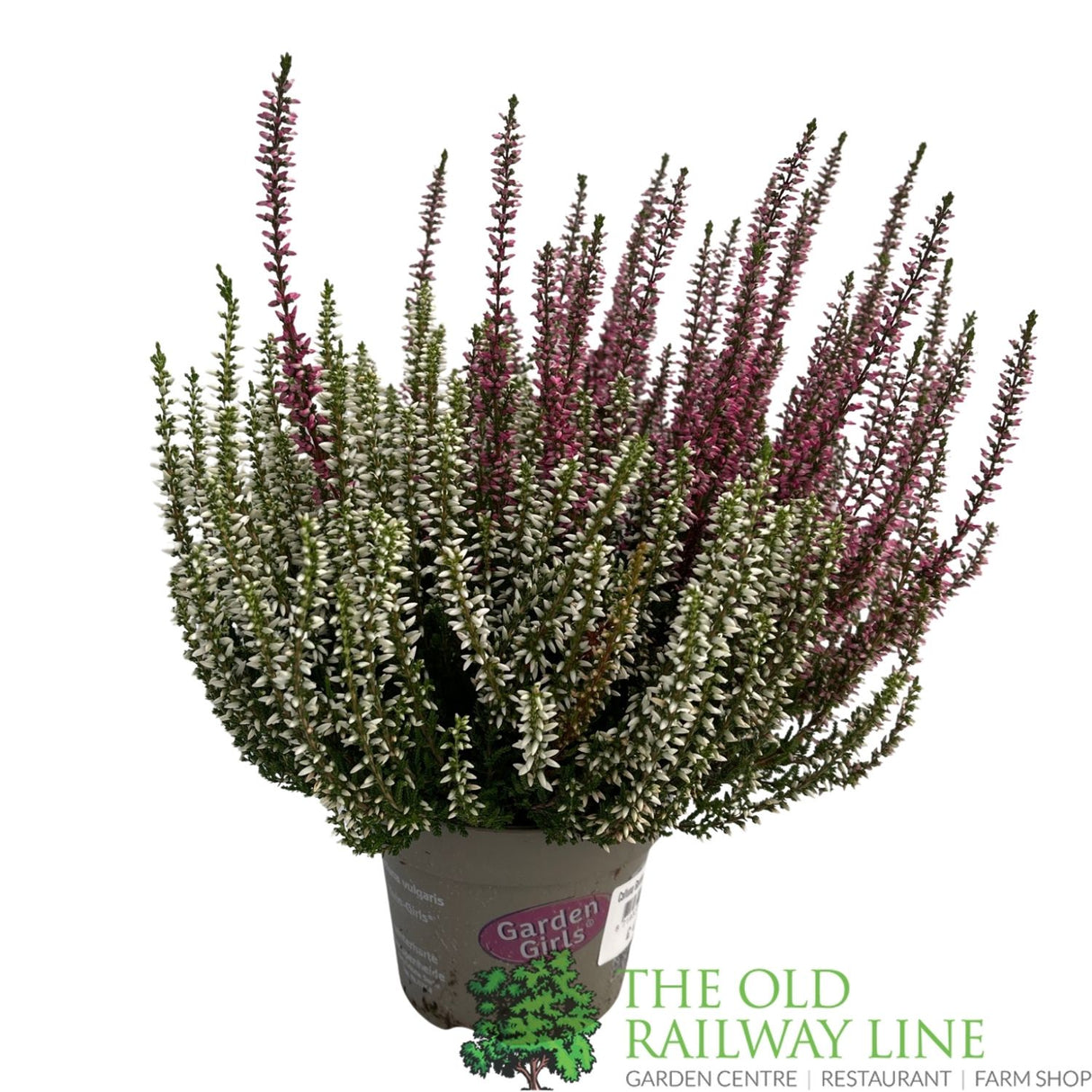 Calluna 'Garden Girls Twin' Heather Plant - 12cm Pot