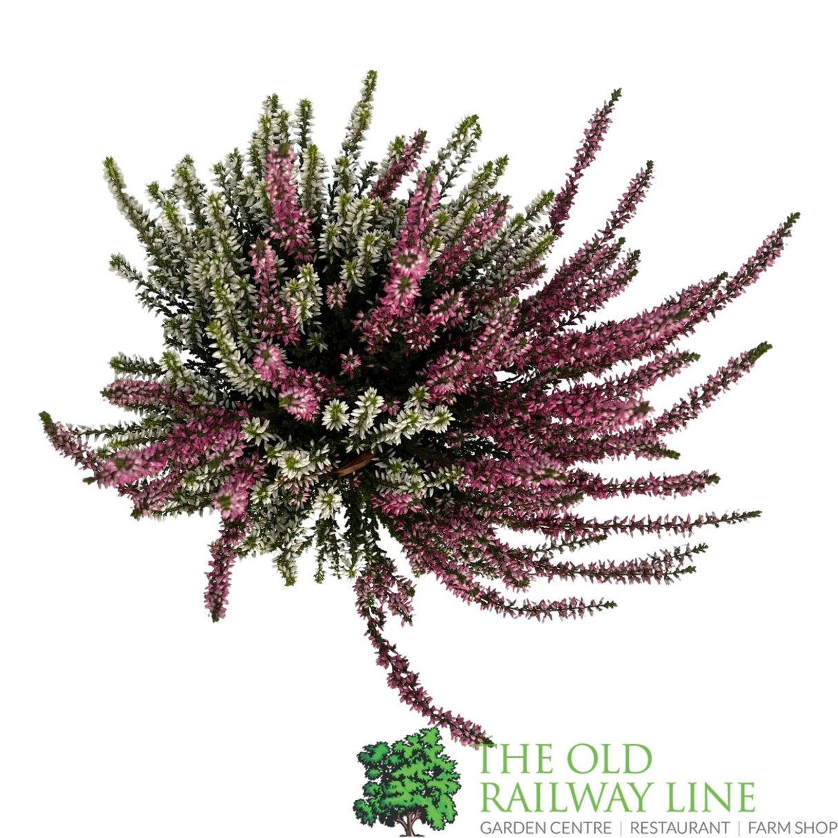 Calluna 'Garden Girls Twin' Heather Plant - 12cm Pot