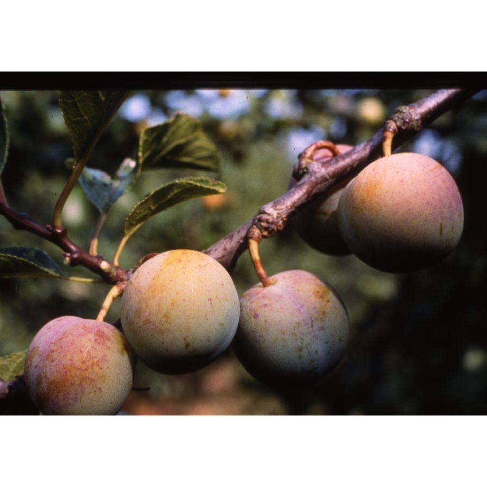 Frank P Matthews 'Cambridge' Gage Fruit Tree - 12 Ltr Pot