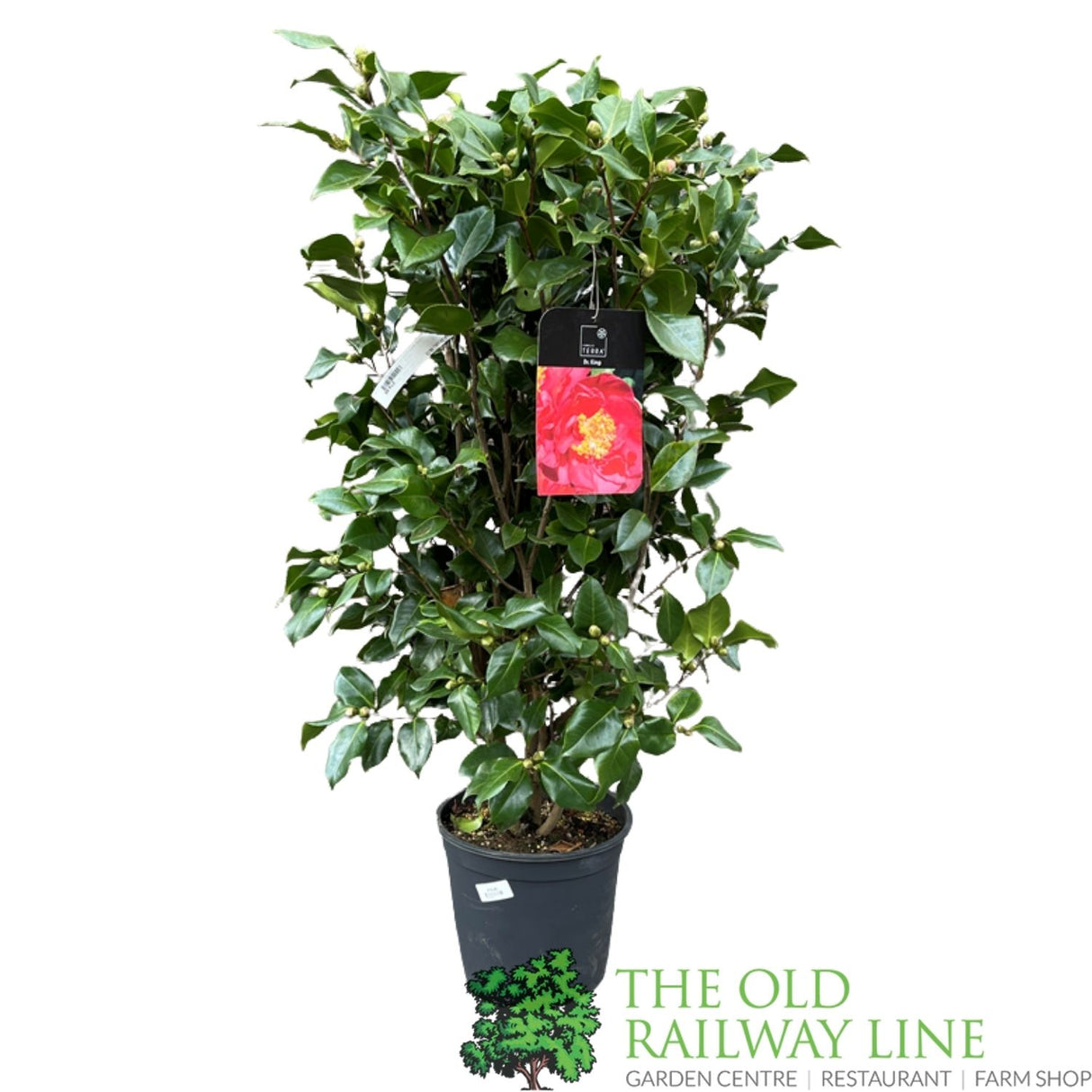 Camellia japonica 'Doctor King' Plant - 10 Ltr Pot