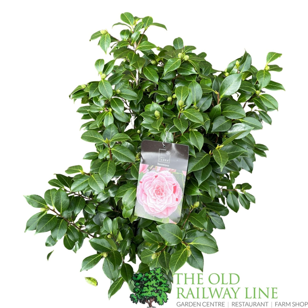 Camellia japonica 'Bonomiana' Plant - 10Ltr Pot