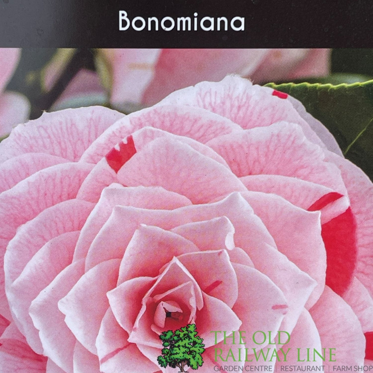 Camellia japonica 'Bonomiana' Plant - 10Ltr Pot