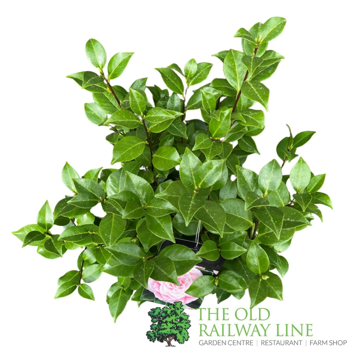 Camellia japonica 'Bonomiana' Plant - 5Ltr