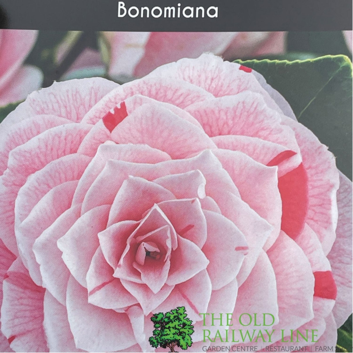 Camellia japonica 'Bonomiana' Plant - 5Ltr
