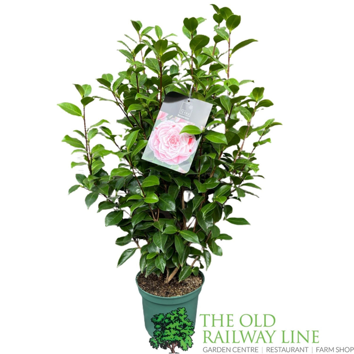 Camellia japonica 'Bonomiana' Plant - 5Ltr