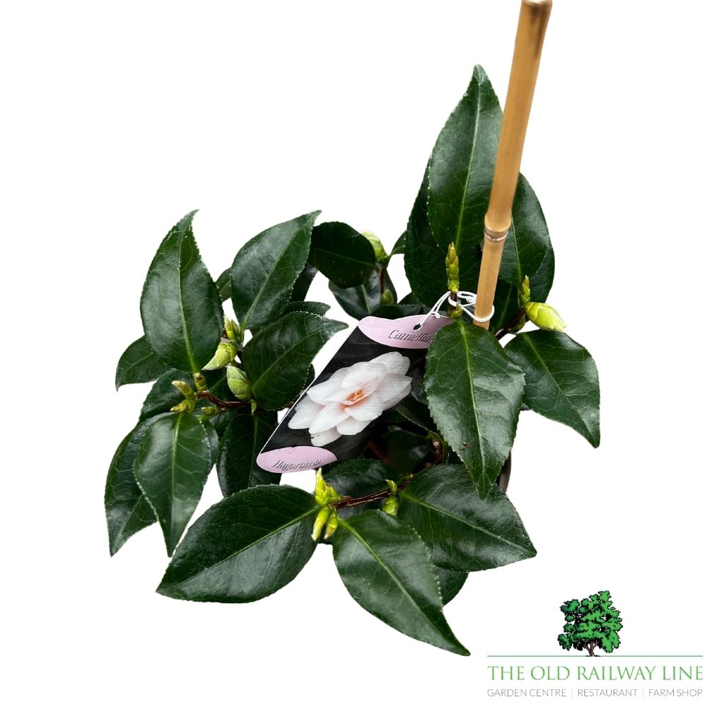 Camellia japonica 'Hagoromo' Plant - 1.5Ltr Pot