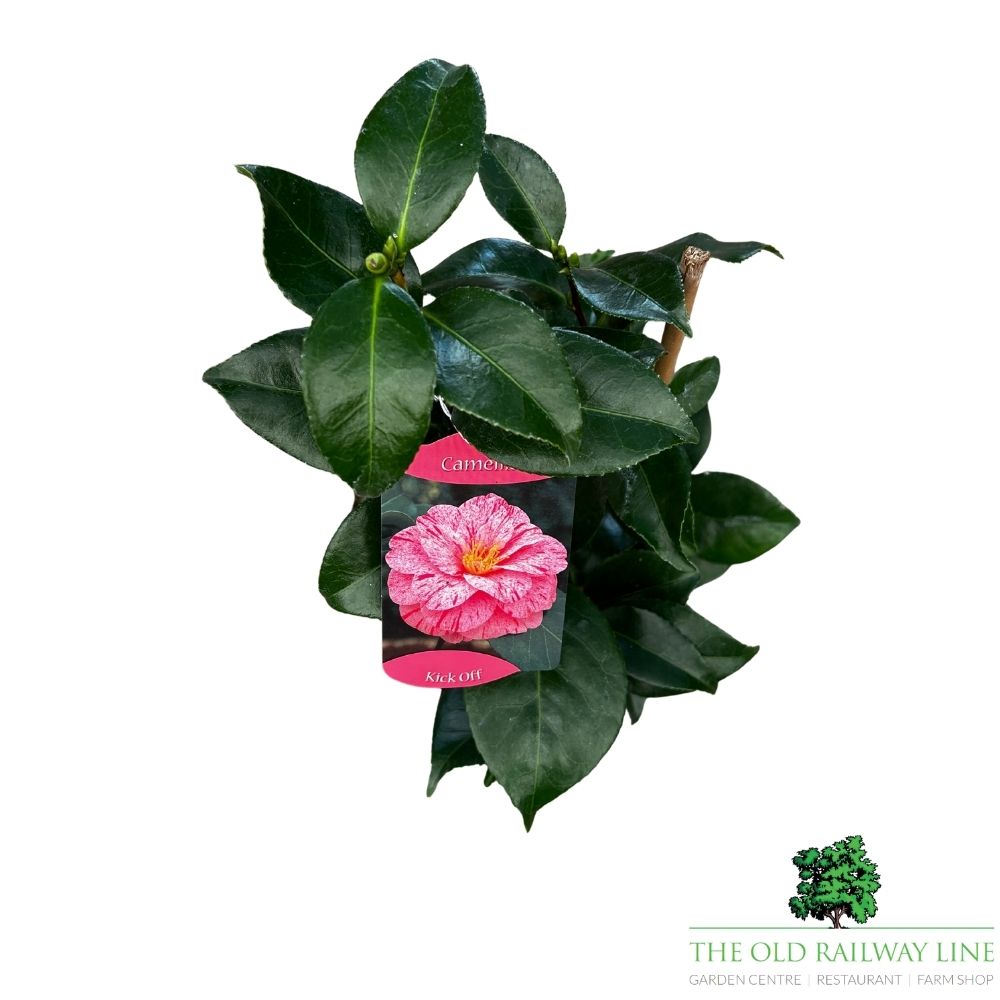 Camellia japonica 'Rick Off' Plant - 1.5Ltr Pot