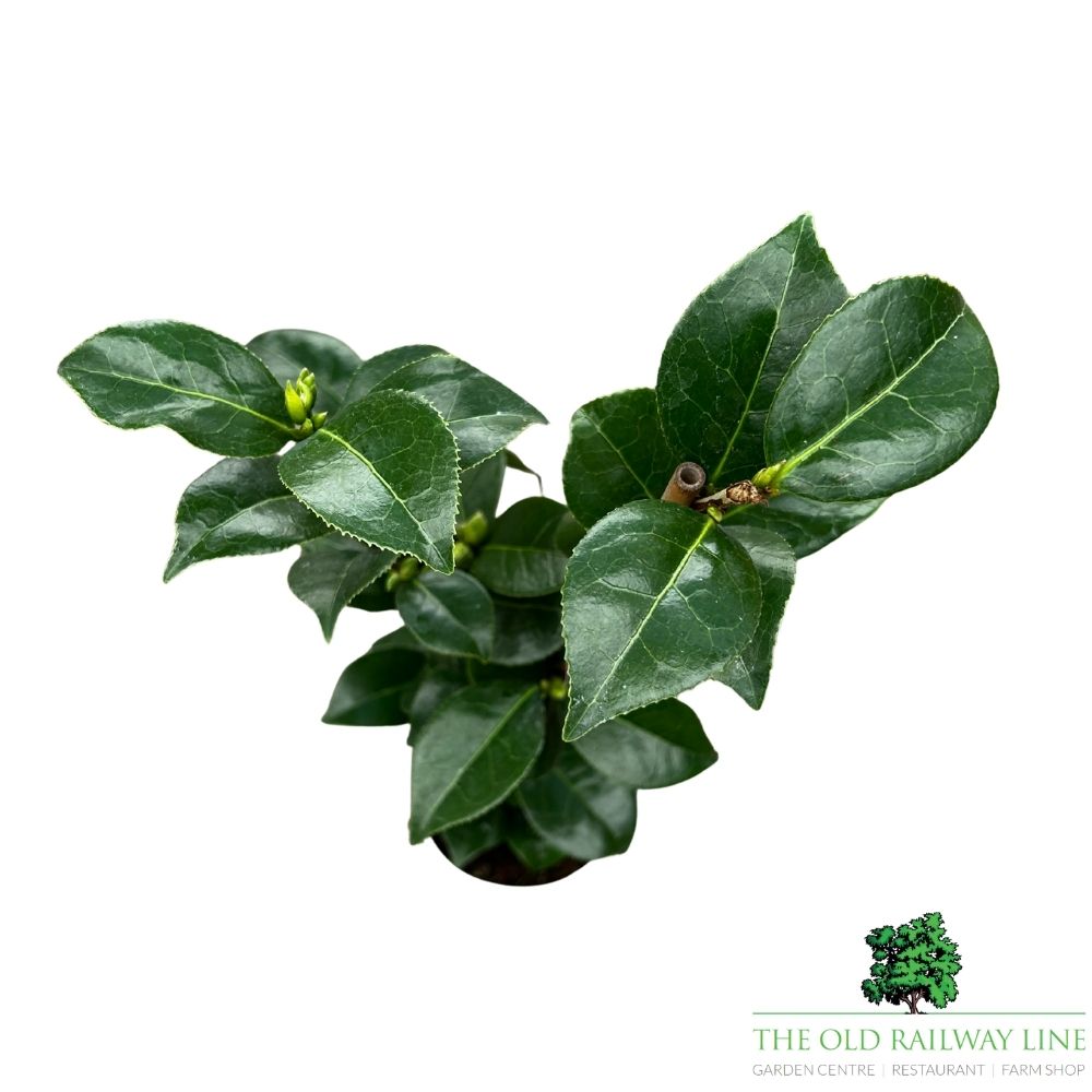 Camellia japonica 'Nikisi Kerin' Plant - 1.5Ltr Pot