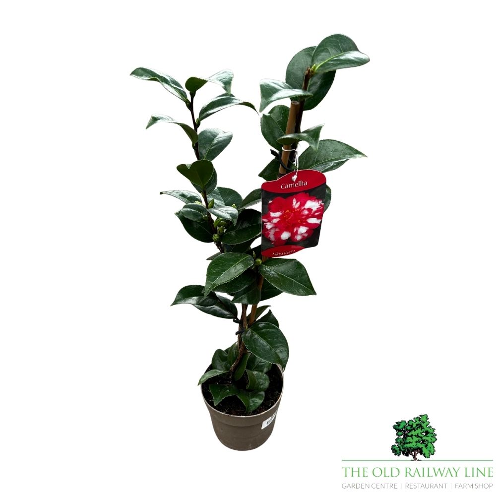 Camellia japonica 'Nikisi Kerin' Plant - 1.5Ltr Pot
