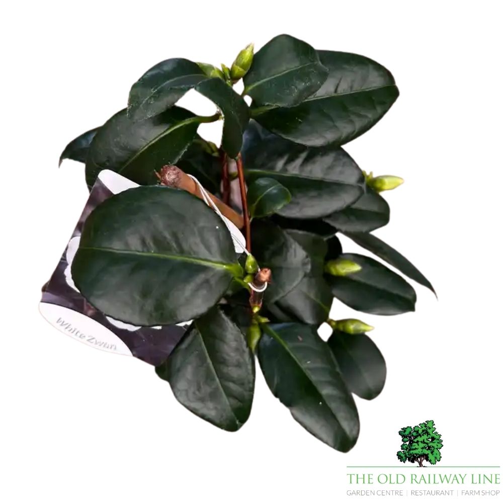 Camellia japonica 'White Swan' Plant - 1.5Ltr Pot