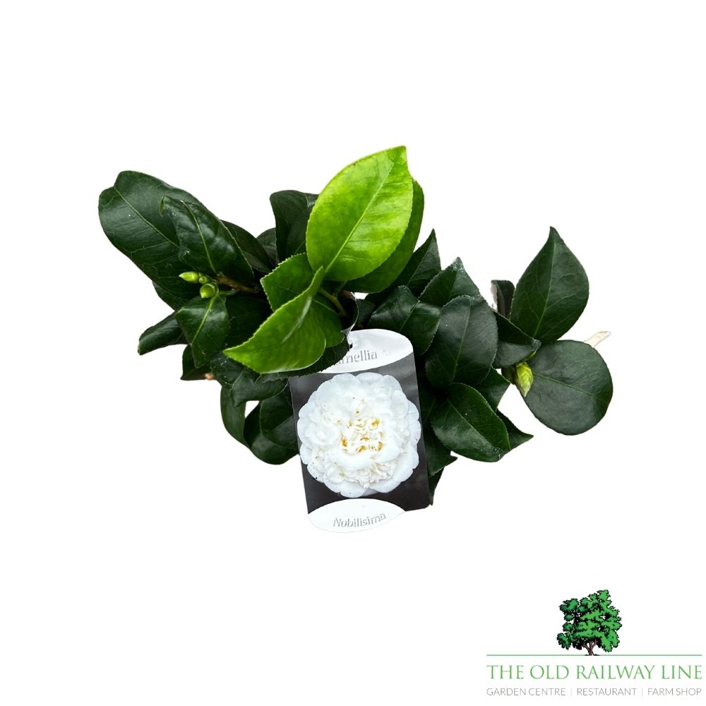 Camellia japonica 'Nobilisima' Plant - 1.5Ltr Pot