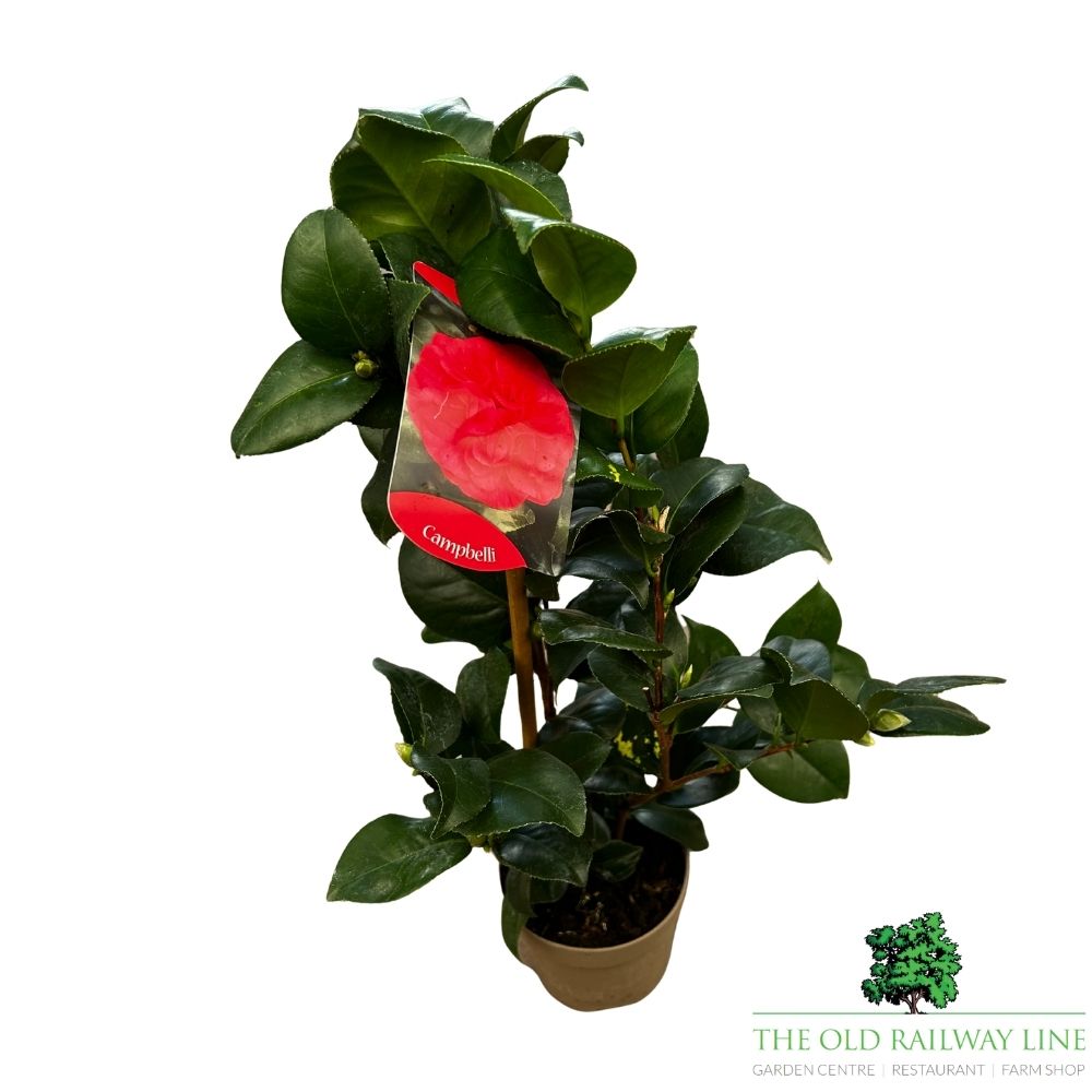 Camellia japonica 'Campbelli' Plant - 1.5Ltr Pot