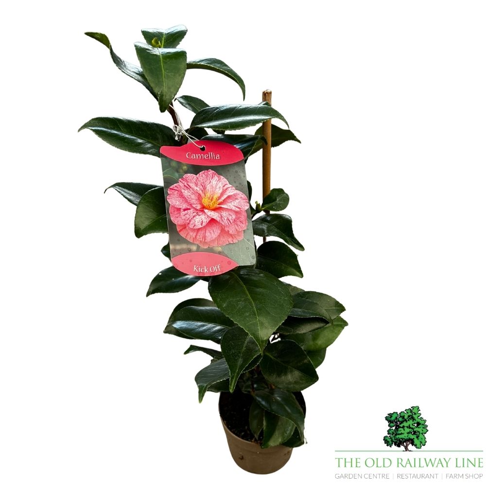 Camellia japonica 'Rick Off' Plant - 1.5Ltr Pot