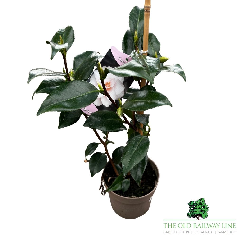 Camellia japonica 'Hagoromo' Plant - 1.5Ltr Pot