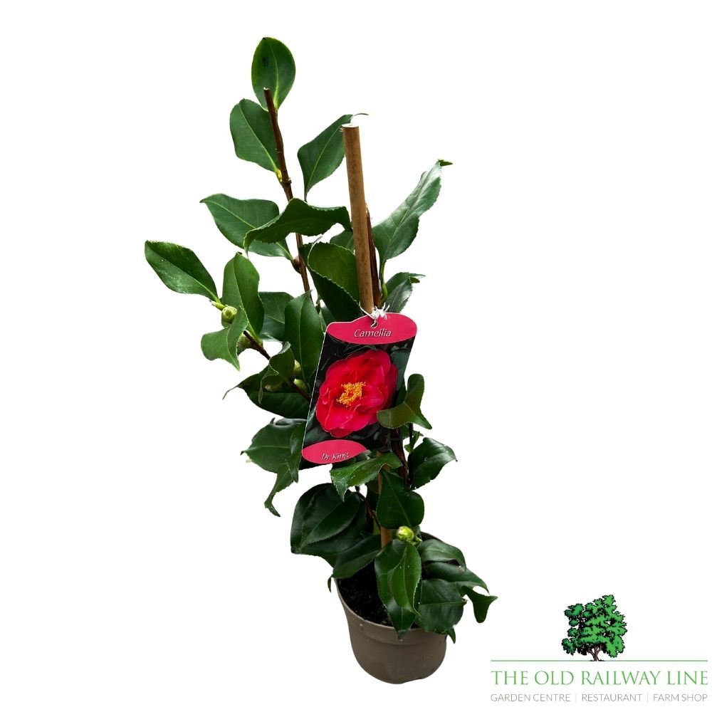 Camellia japonica 'Dr King' Plant - 1.5Ltr Pot