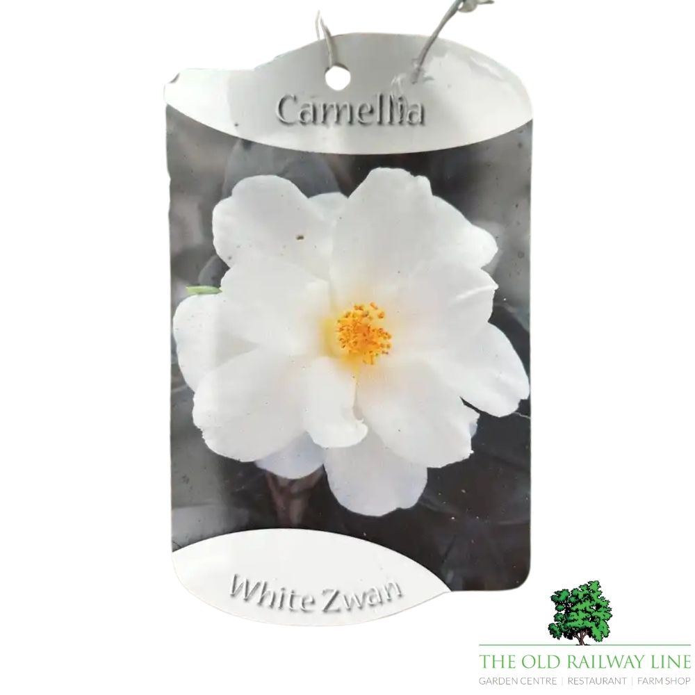 Camellia japonica 'White Swan' Plant - 1.5Ltr Pot