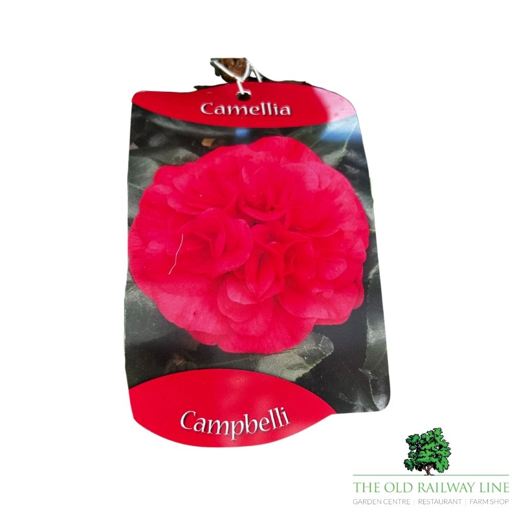 Camellia japonica 'Campbelli' Plant - 1.5Ltr Pot