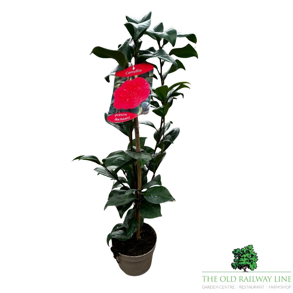 Camellia japonica 'Princess Bachiotti' Plant - 1.5Ltr Pot