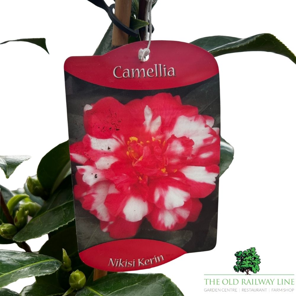 Camellia japonica 'Nikisi Kerin' Plant - 1.5Ltr Pot