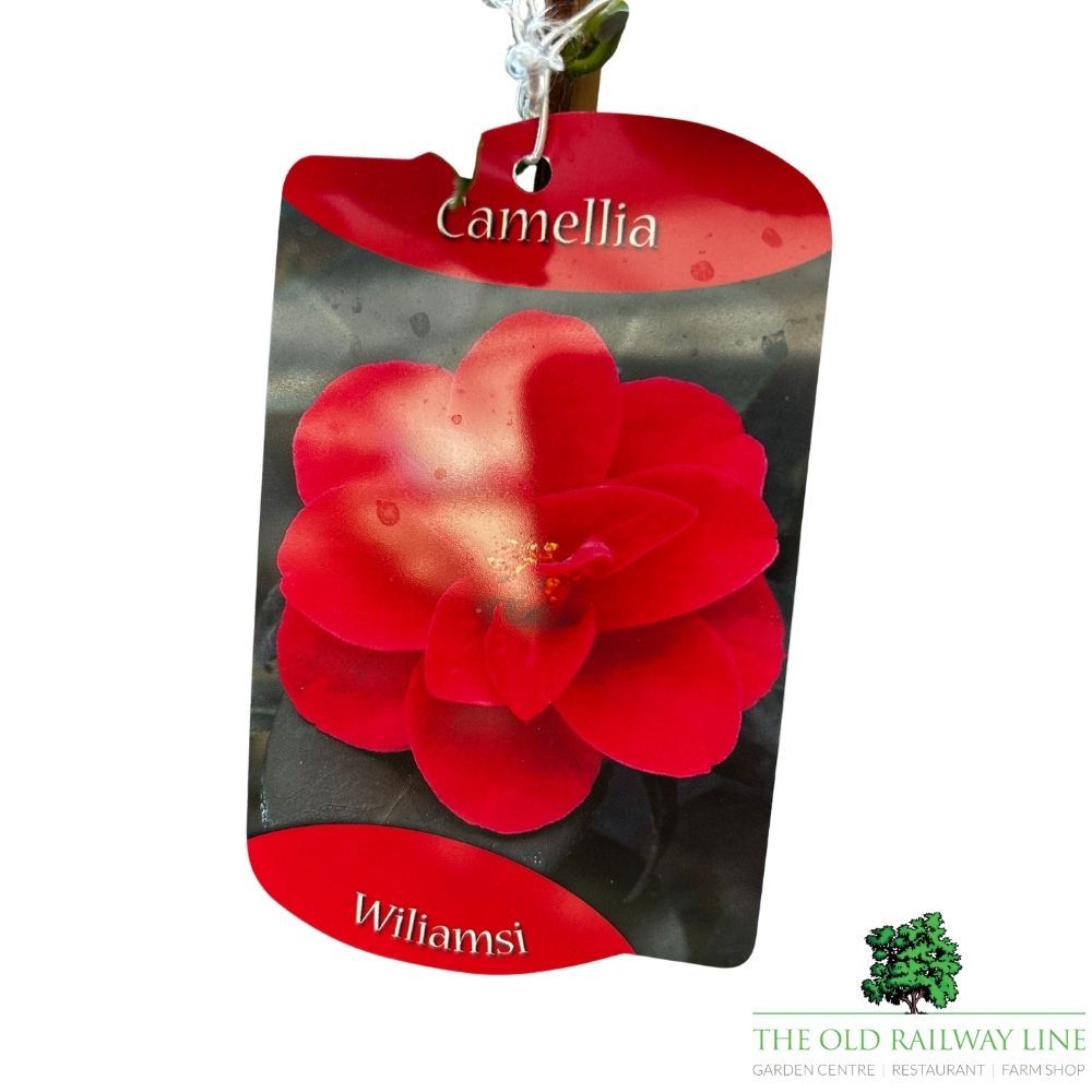 Camellia japonica 'Williamsi' Plant - 1.5Ltr Pot