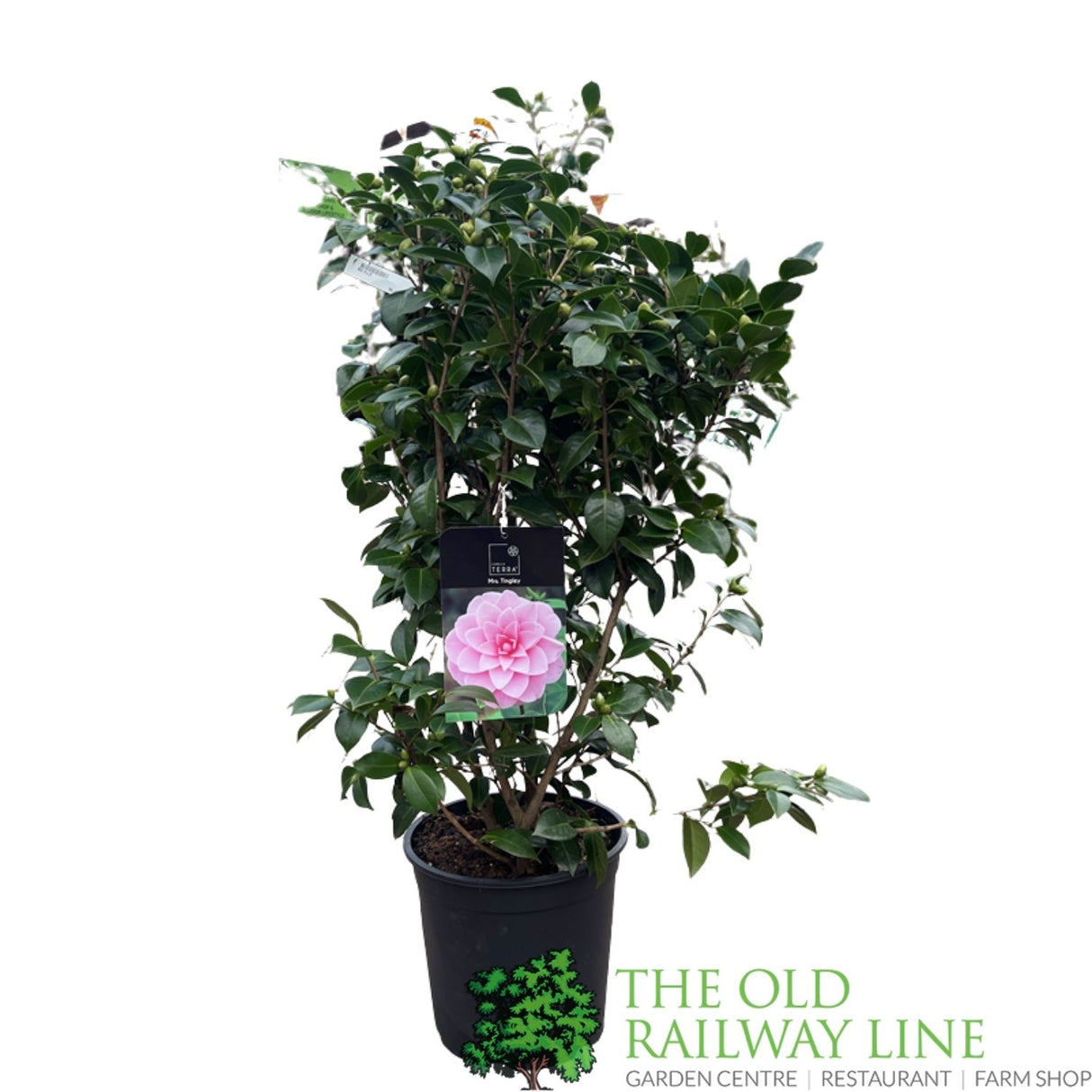 Camellia japonica 'Mrs Tingley' Plant - 10Ltr Pot