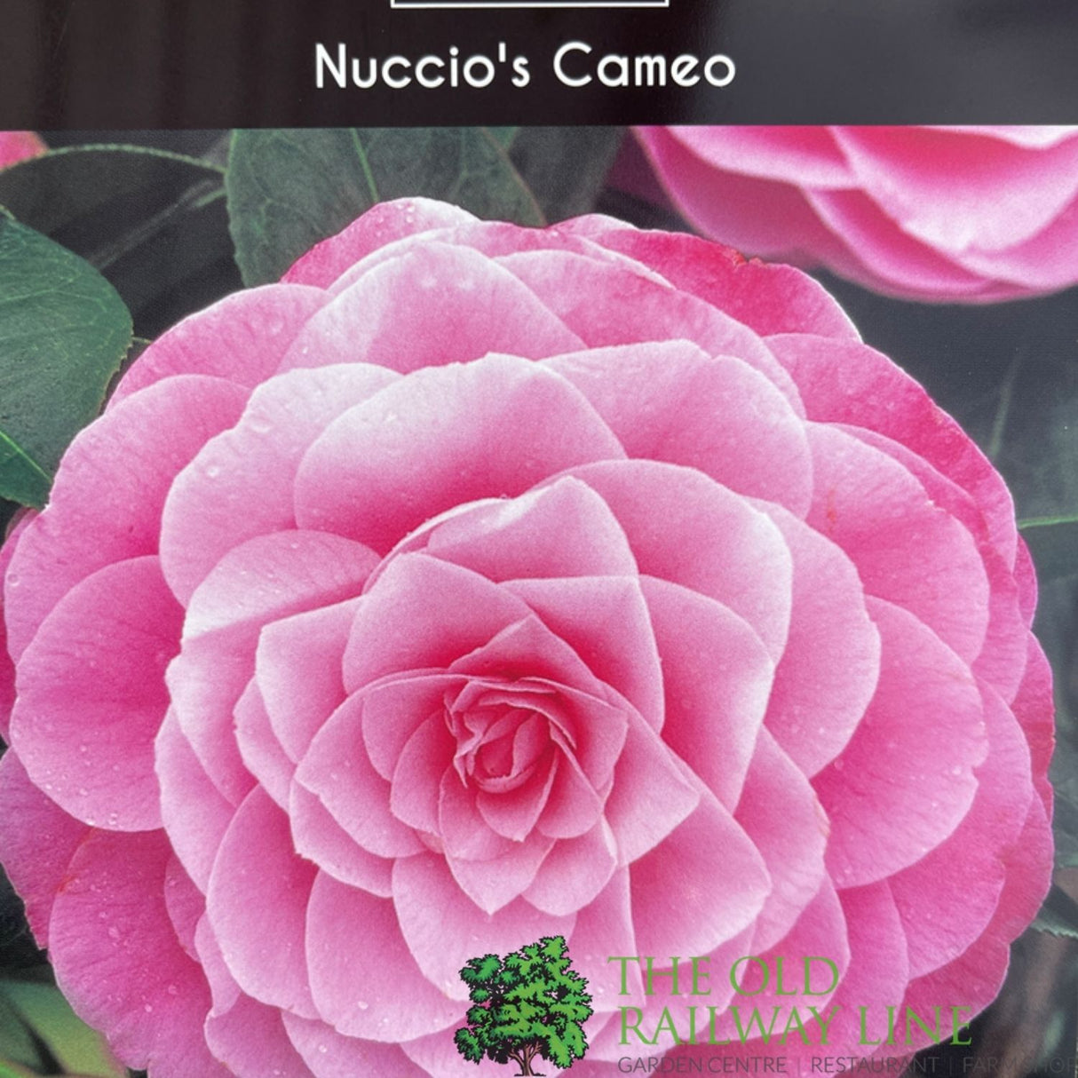 Camellia japonica 'Nuccio's Cameo' Plant - 5Ltr