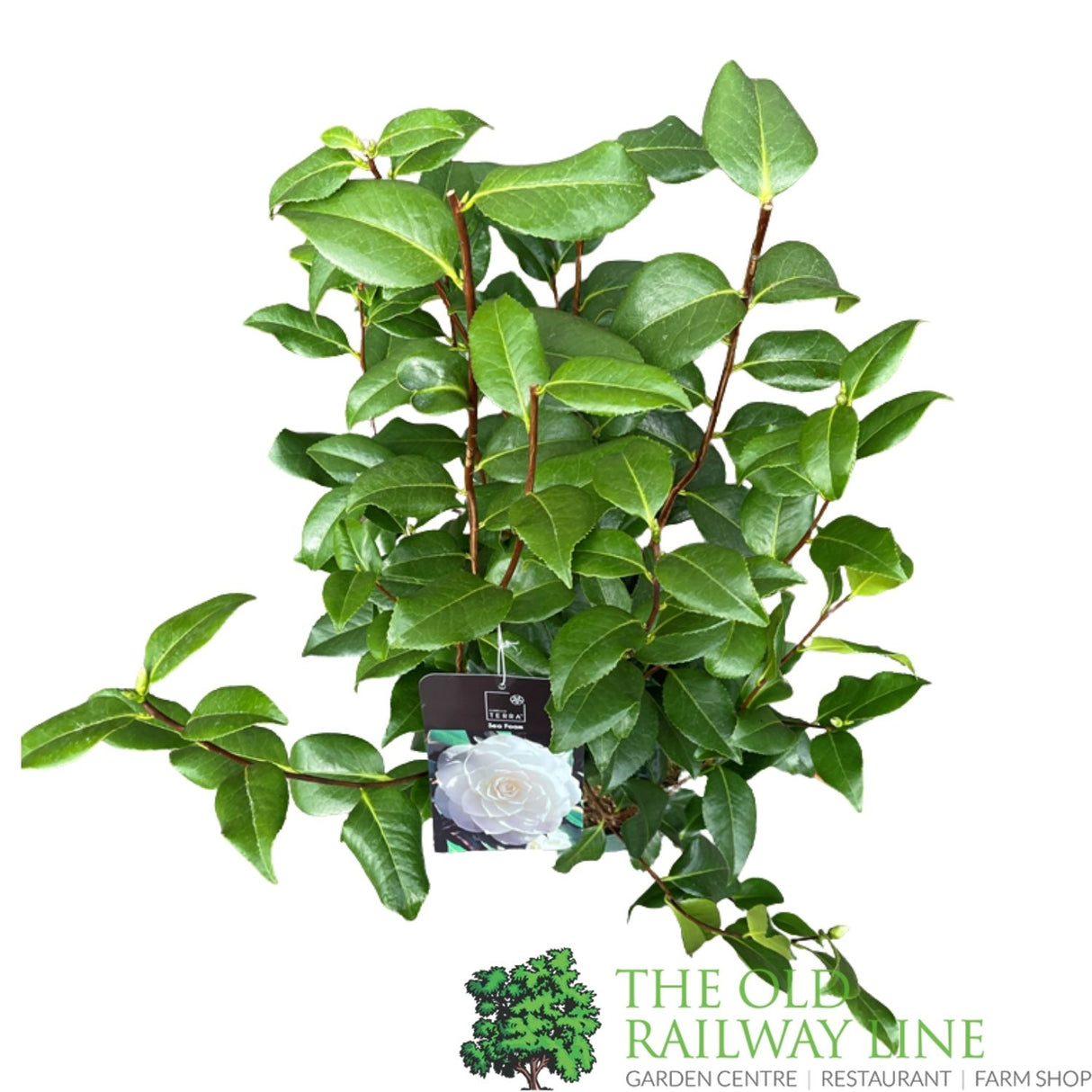 Camellia japonica 'Sea Foam' Plant - 5Ltr