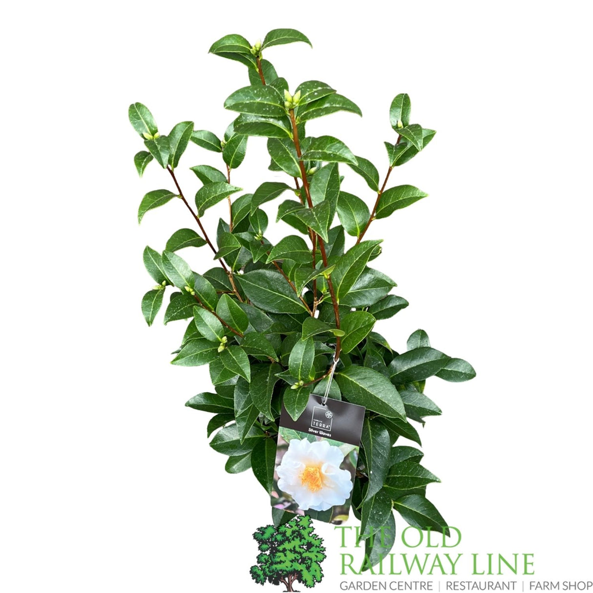 Camellia japonica 'Silver Waves' Plant - 5Ltr