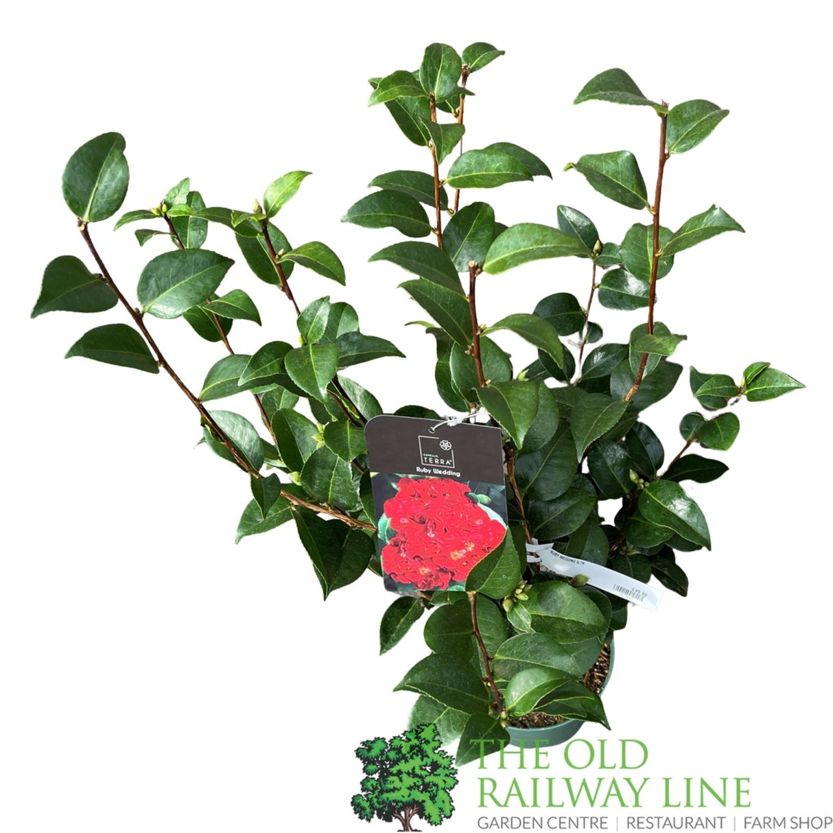 Camellia × williamsii 'Ruby Wedding' Plant - 5ltr