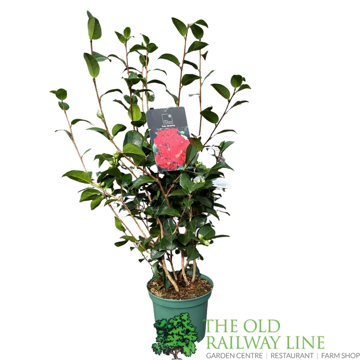 Camellia × williamsii 'Ruby Wedding' Plant - 5ltr