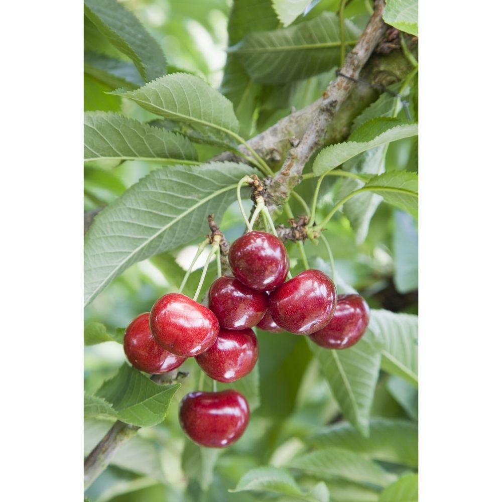 Frank P Matthews Cherry 'Celeste' Fruit Tree - 12Ltr Pot