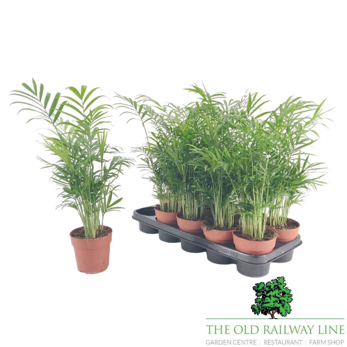 Chamaedorea elegans Houseplant Parlor Palm - 12cm Pot