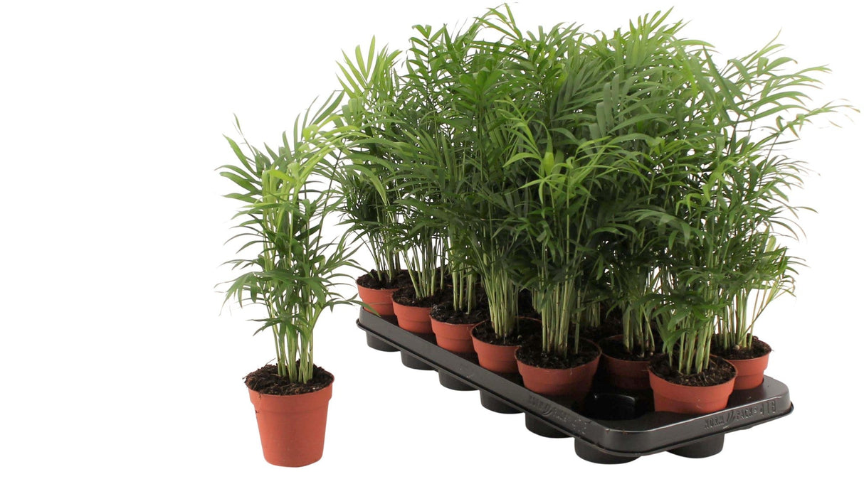 Chamaedorea Elegans 'Parlour Palm' 9cm Pot - Old Railway Line Garden Centre