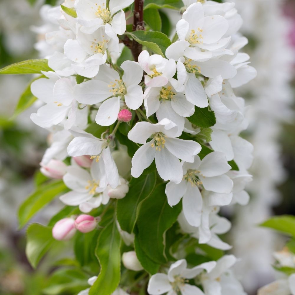 Mulberry Tree 'Chelsea King James I' Half Standard 12Ltr Pot